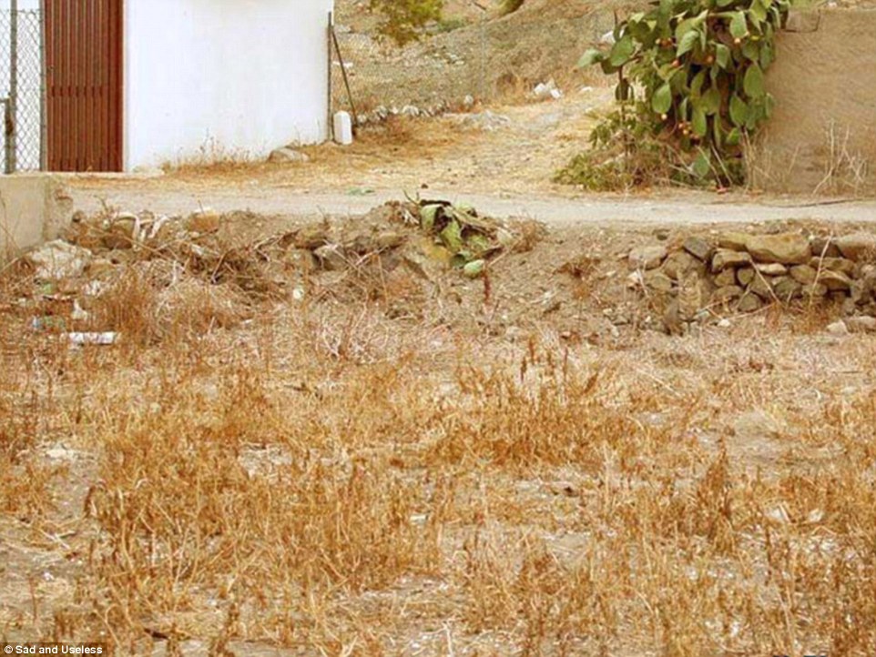 hidden cat