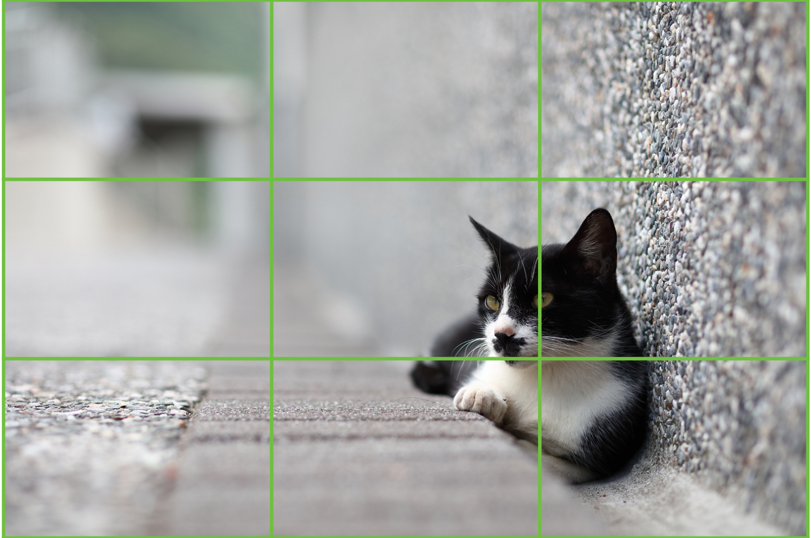 The rule of thirds on a cat